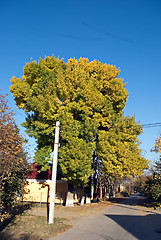 Image showing trees and road