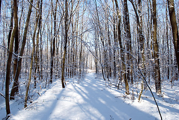 Image showing trees in the forest