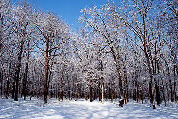 Image showing winter forest