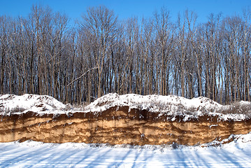 Image showing Winter in the woods