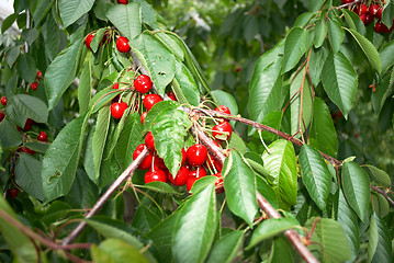 Image showing cherry tree