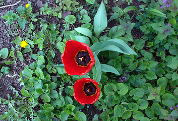 Image showing flowers