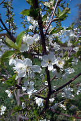 Image showing cherry tree