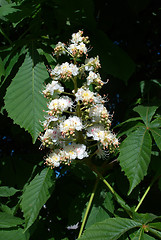Image showing chestnut blooming