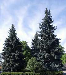 Image showing coniferous trees