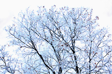 Image showing fabulous hoarfrost on the trees