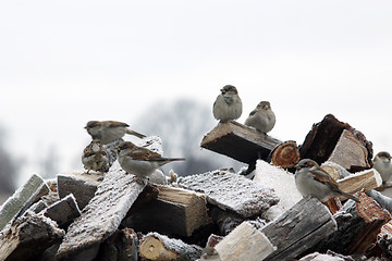 Image showing Sparrows sitting on the fire woods with hoarfrost