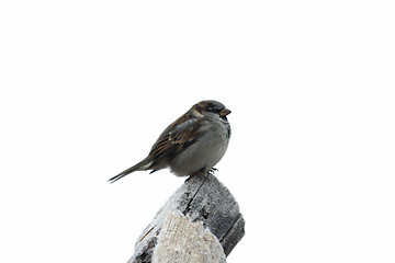 Image showing Sparrow isolated on the tree with hoarfrost