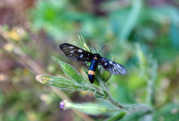 Image showing butterfly on a plant