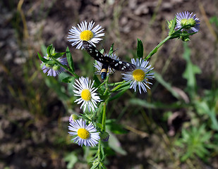 Image showing butterfly