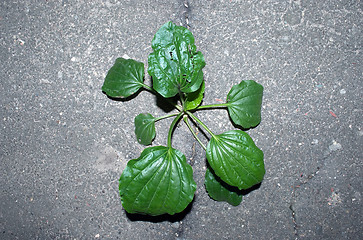 Image showing plantain herb