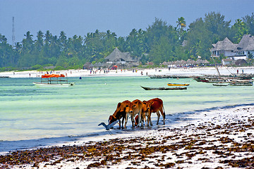 Image showing seaweed beach    zanzibar  cow