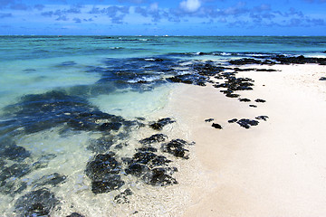 Image showing beach ile du cerfs seaweed   indian ocean mauritius rock