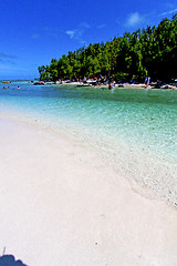 Image showing ile du cerfs seaweed in indian ocean boat people