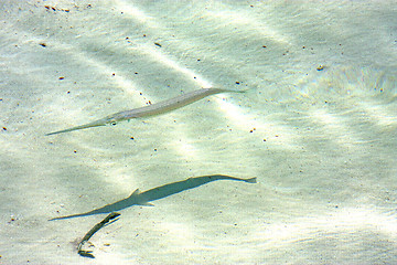 Image showing   fish   isla contoy         in mexico  and     drop sunny    wa