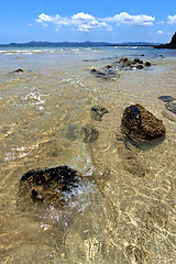 Image showing     madagascar   seaweed in indian   rock 