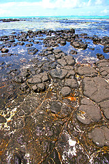 Image showing the zanzibar beach  seaweed in indian ocean tanzania    