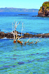 Image showing beach seaweed in indian ocean  