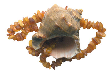 Image showing shell and amber