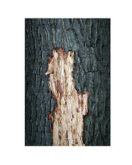 Image showing trimmed oak bark