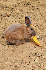 Image showing Rabbit