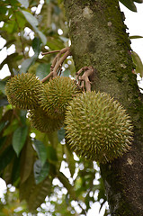 Image showing Photography of durian on the tree