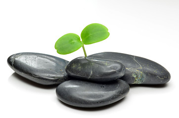 Image showing Green plant with black stones