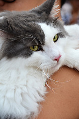 Image showing Adorable black and white color cat looks at the camera