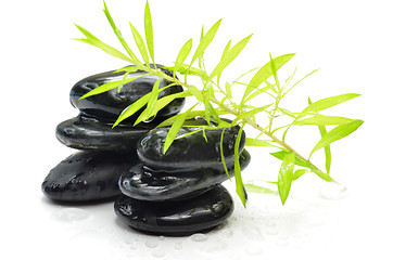 Image showing Wet green plant on the black stone