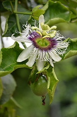 Image showing Photography of passion fruit flower on the tree