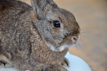 Image showing Furry gray rabbit is sitting on the cage. 