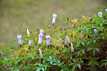 Image showing Flower of morning glory