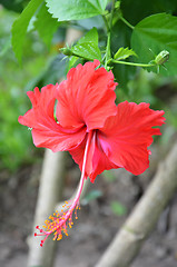 Image showing Red Hibiscus flower blossoms in the green surrounding