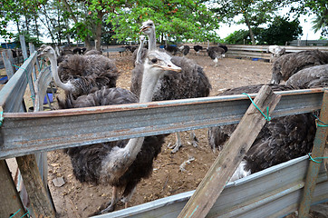 Image showing Group of ostriches on a farm with green surrounding