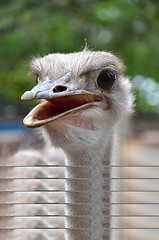 Image showing Wild ostrich stares into the camera with its curious gesture.