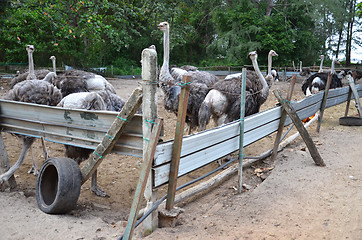 Image showing Group of ostriches on a farm with green surrounding