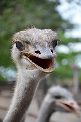 Image showing Wild ostrich stares into the camera with its curious gesture.