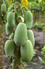 Image showing Photography of green papayas on the tree