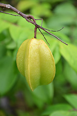 Image showing Starfruit on the tree