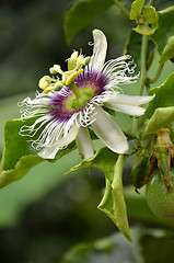 Image showing Photography of passion fruit flower on the tree