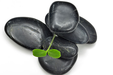 Image showing Green plant with black stones