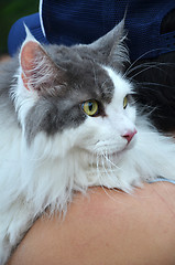 Image showing Close up of adorable black and white color cat  