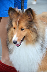 Image showing Close up photography of pretty collie dog 