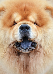 Image showing Close up photography of a pretty chow-chow dog