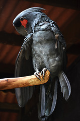 Image showing Black macaw