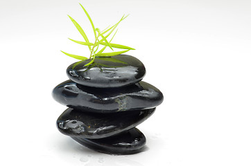 Image showing Green plant with black stones