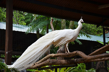 Image showing white peacock