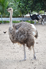 Image showing Ostriches in a farm in Johor, Malaysia