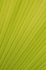 Image showing Line pattern of leave