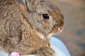 Image showing Furry gray rabbit is sitting on the cage. 